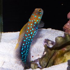 画像2: ■SALE■ブルースポッテッドジョーフィッシュ No.1 (2)