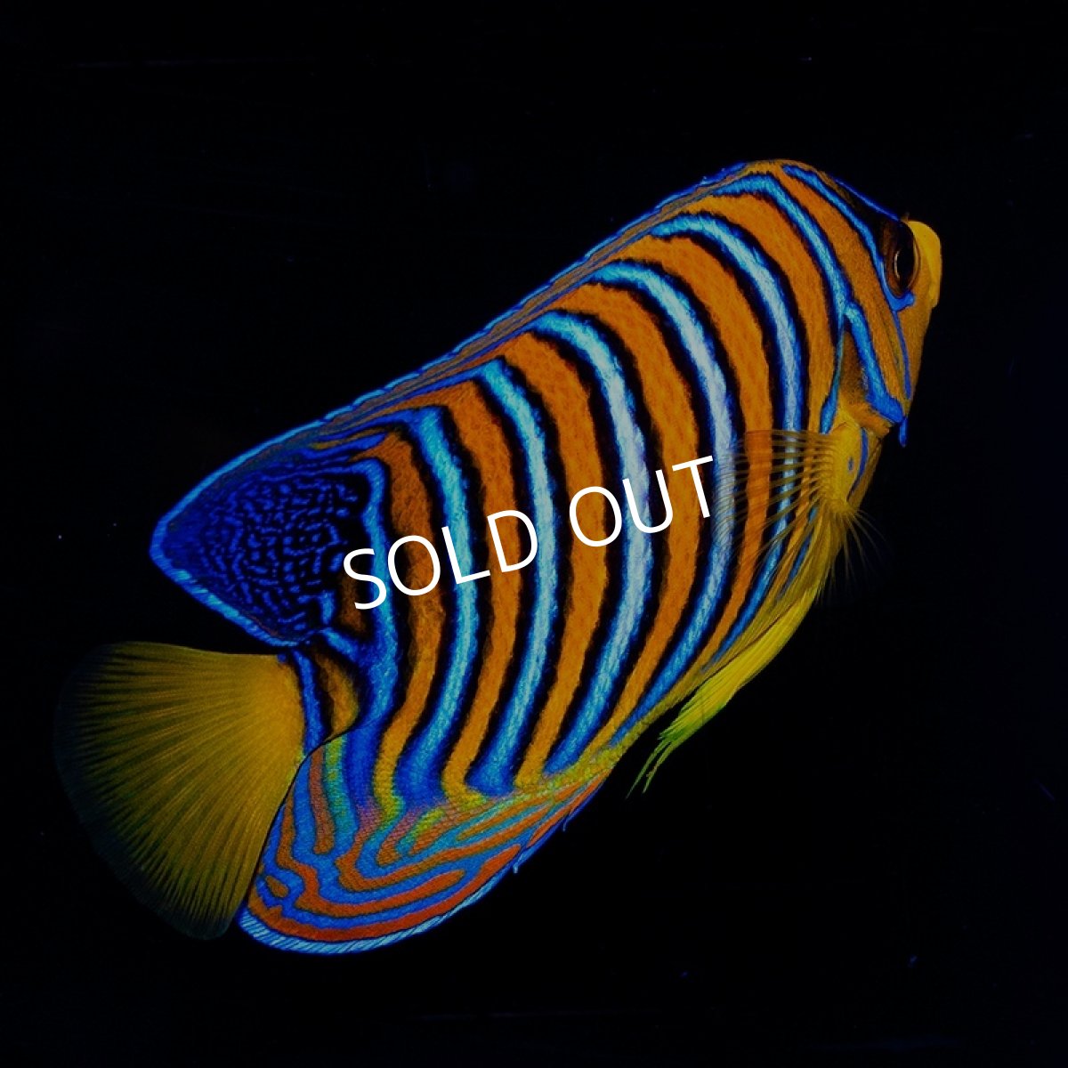 画像3: ■SALE■ニシキヤッコ 紅海産 No.2 (3)