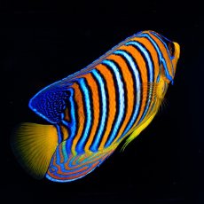 画像3: ■SALE■ニシキヤッコ 紅海産 No.2 (3)