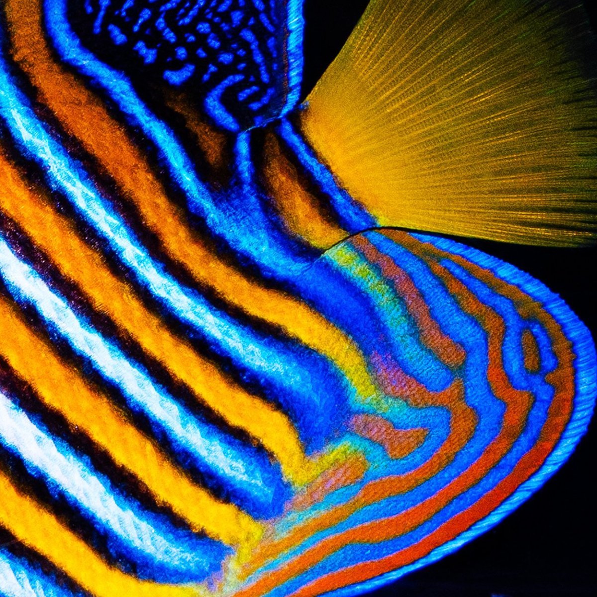 画像2: ■SALE■ニシキヤッコ 紅海産 No.2 (2)