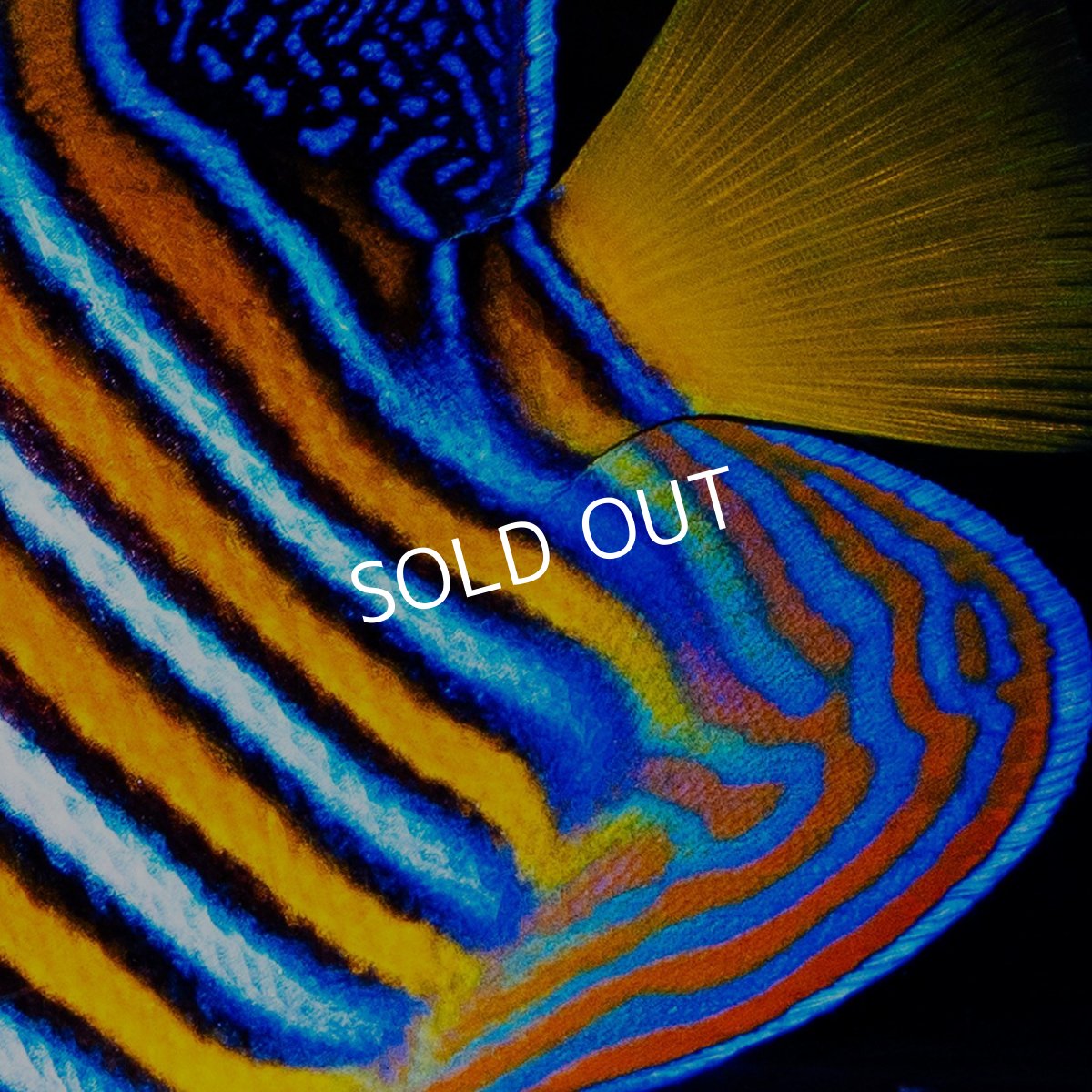 画像2: ■SALE■ニシキヤッコ 紅海産 No.2 (2)