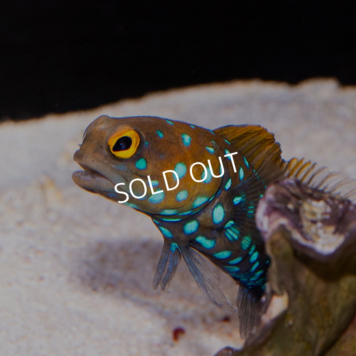 画像1: ■SALE■ブルースポッテッドジョーフィッシュ No.1 (1)