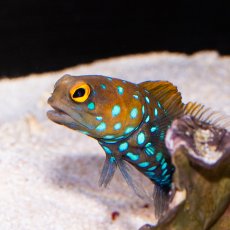 画像1: ■SALE■ブルースポッテッドジョーフィッシュ No.1 (1)