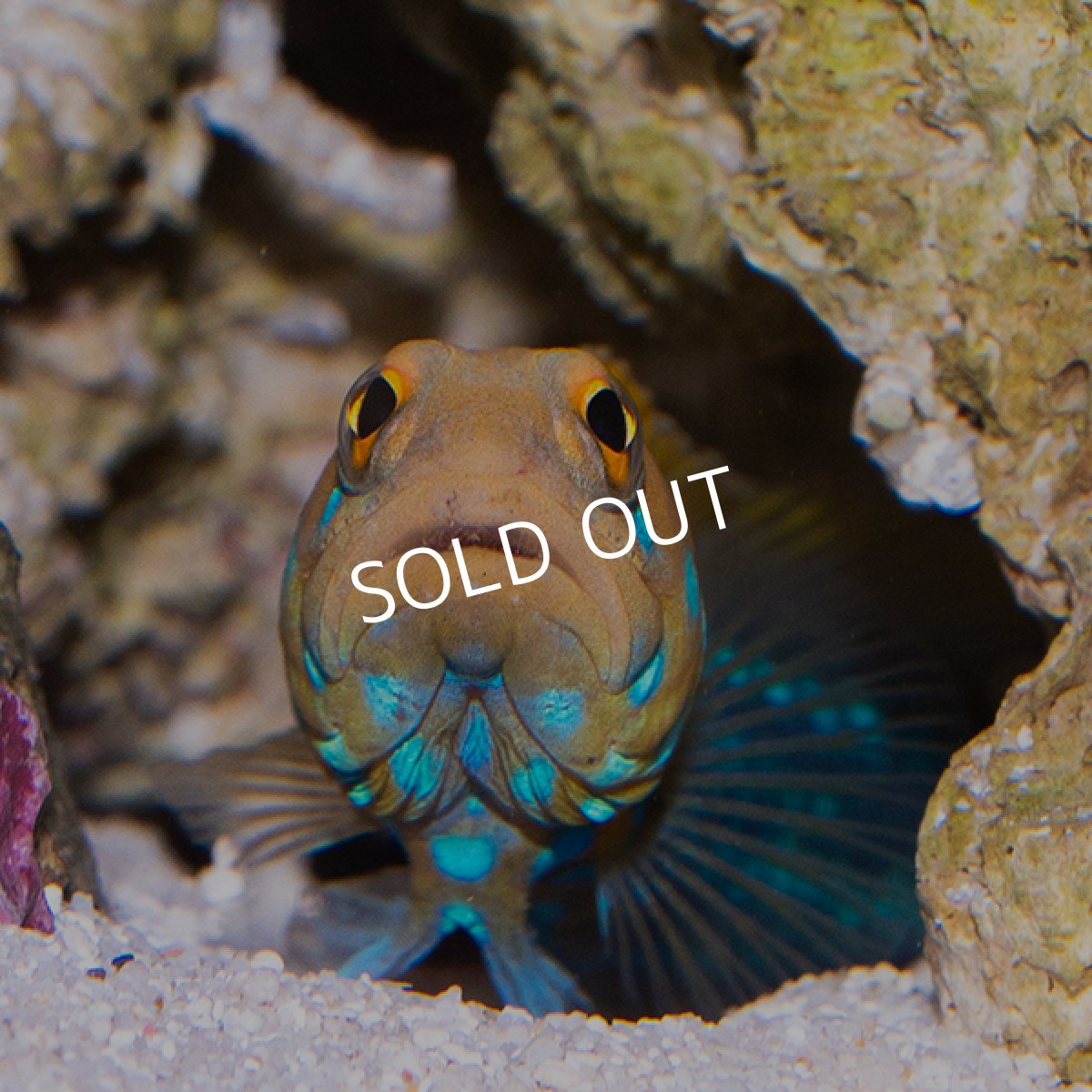 画像1: ■SALE■ブルースポッテッドジョーフィッシュ No.2 (1)