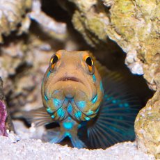 画像1: ■SALE■ブルースポッテッドジョーフィッシュ No.2 (1)