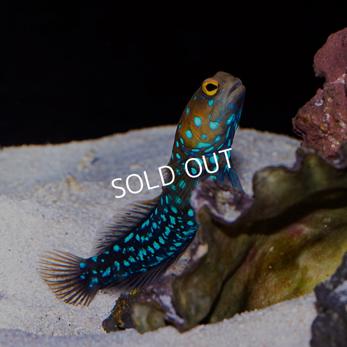 画像3: ■SALE■ブルースポッテッドジョーフィッシュ No.1 (3)