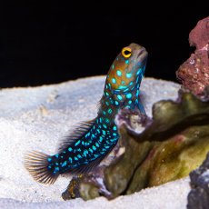 画像3: ■SALE■ブルースポッテッドジョーフィッシュ No.1 (3)