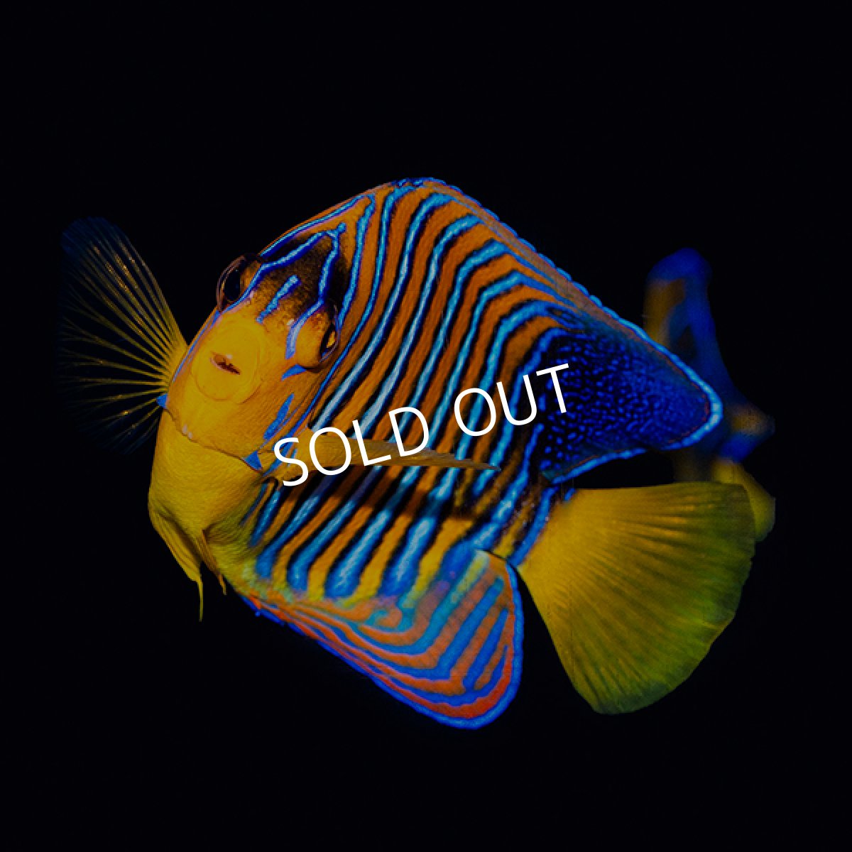 画像1: ■SALE■ニシキヤッコ 紅海産 No.1 (1)