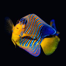 画像1: ■SALE■ニシキヤッコ 紅海産 No.1 (1)