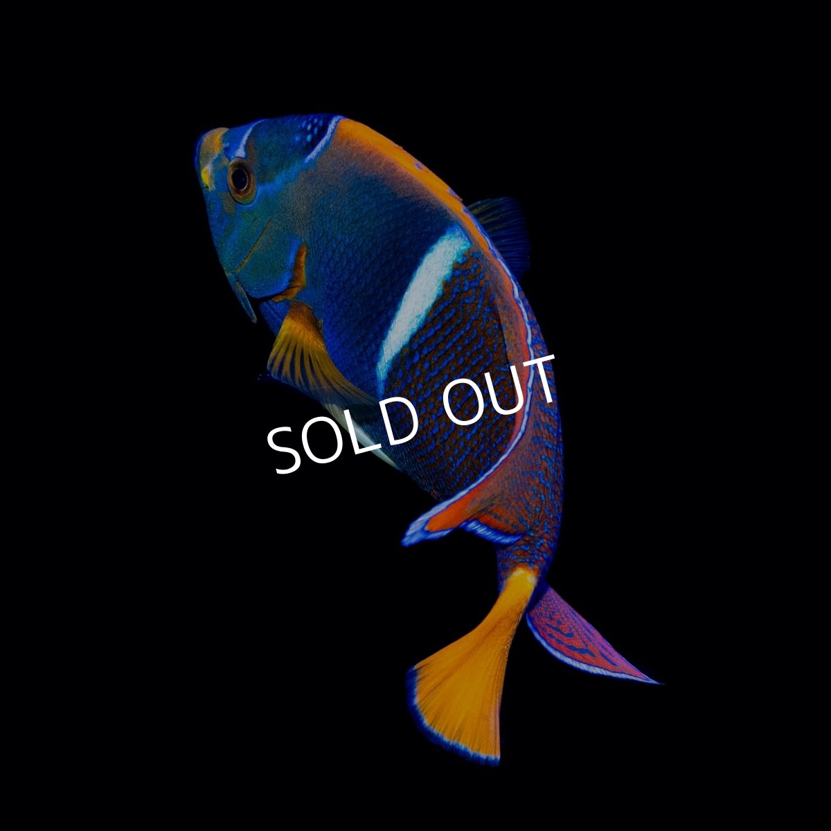 画像2: ■SALE■パッサーエンゼル ＭＬ (2)