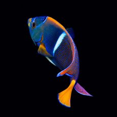 画像2: ■SALE■パッサーエンゼル ＭＬ (2)