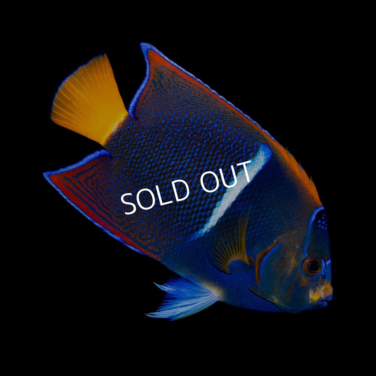 画像1: ■SALE■パッサーエンゼル ＭＬ (1)