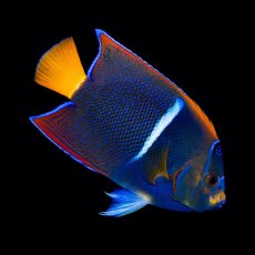 画像1: ■SALE■パッサーエンゼル ＭＬ (1)