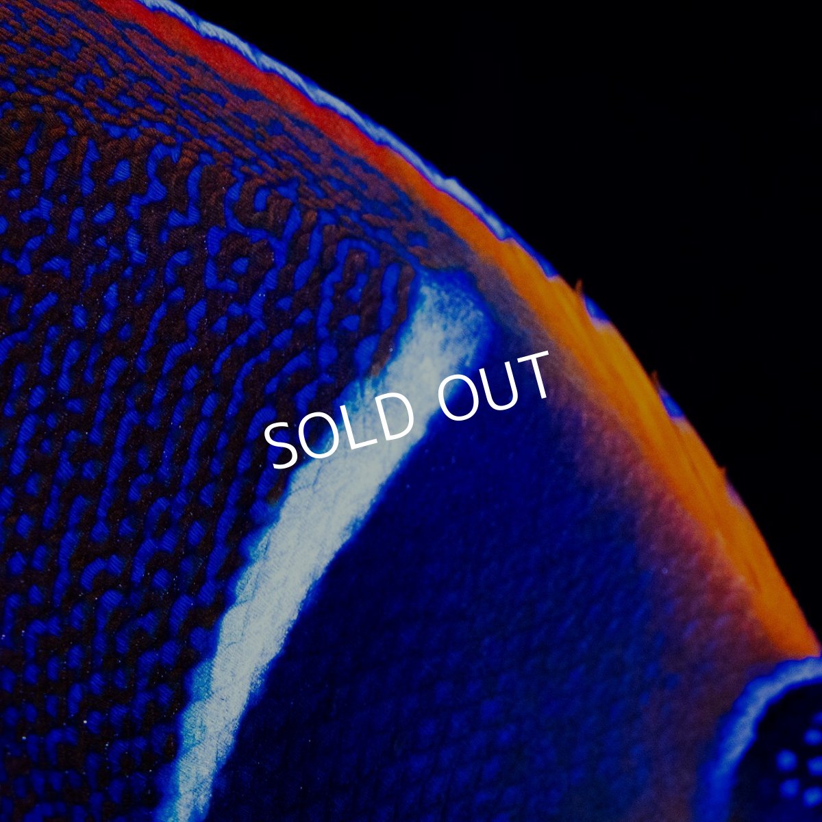 画像3: ■SALE■パッサーエンゼル ＭＬ (3)