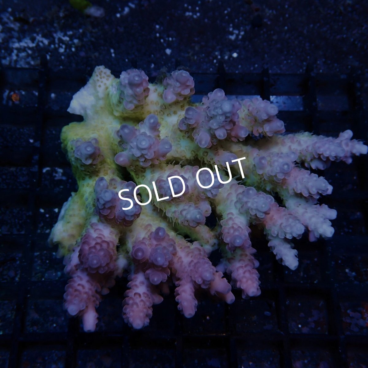 画像1: CF Acropora  sp. No.92 (1)