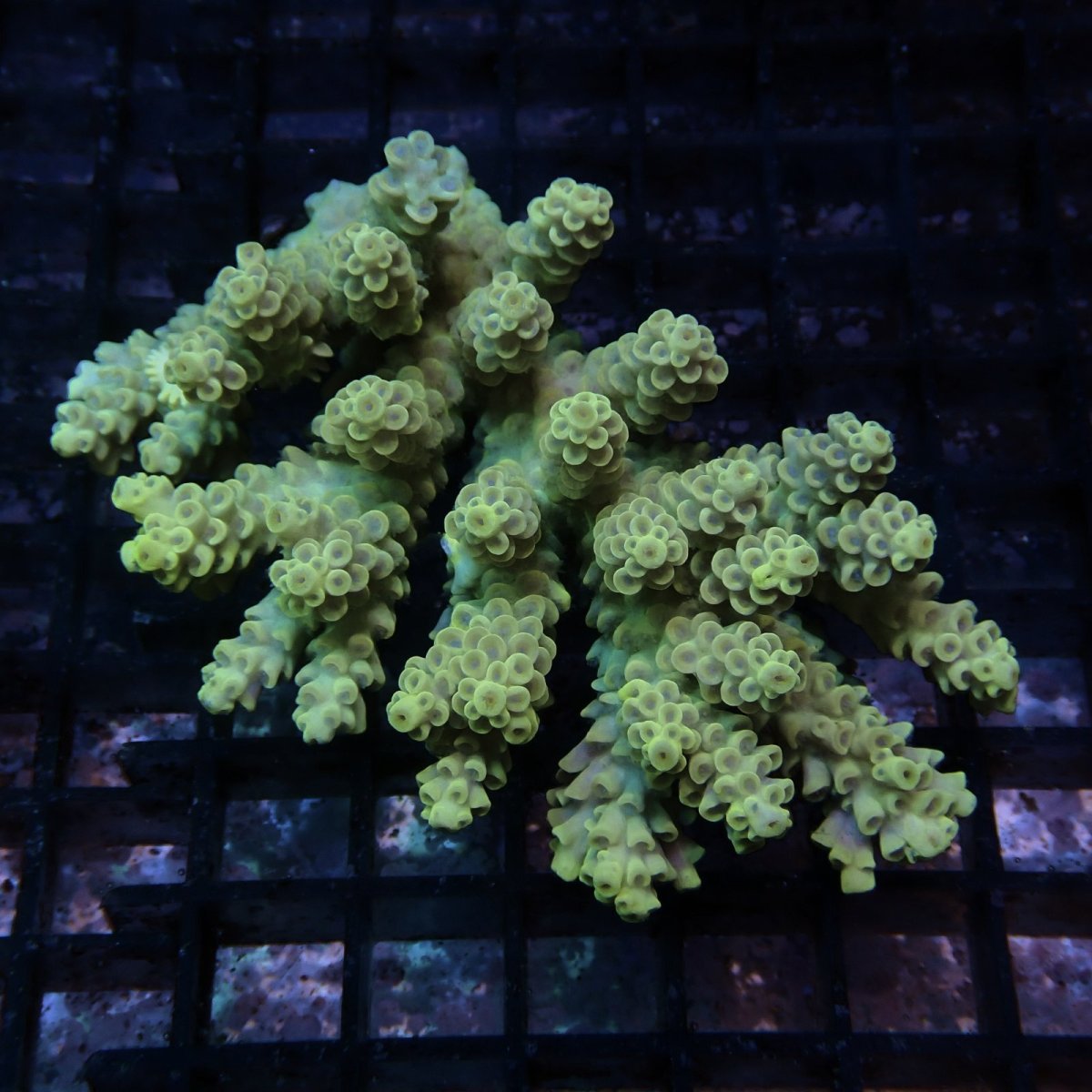 画像1: CF Acropora  sp. No.77 (1)