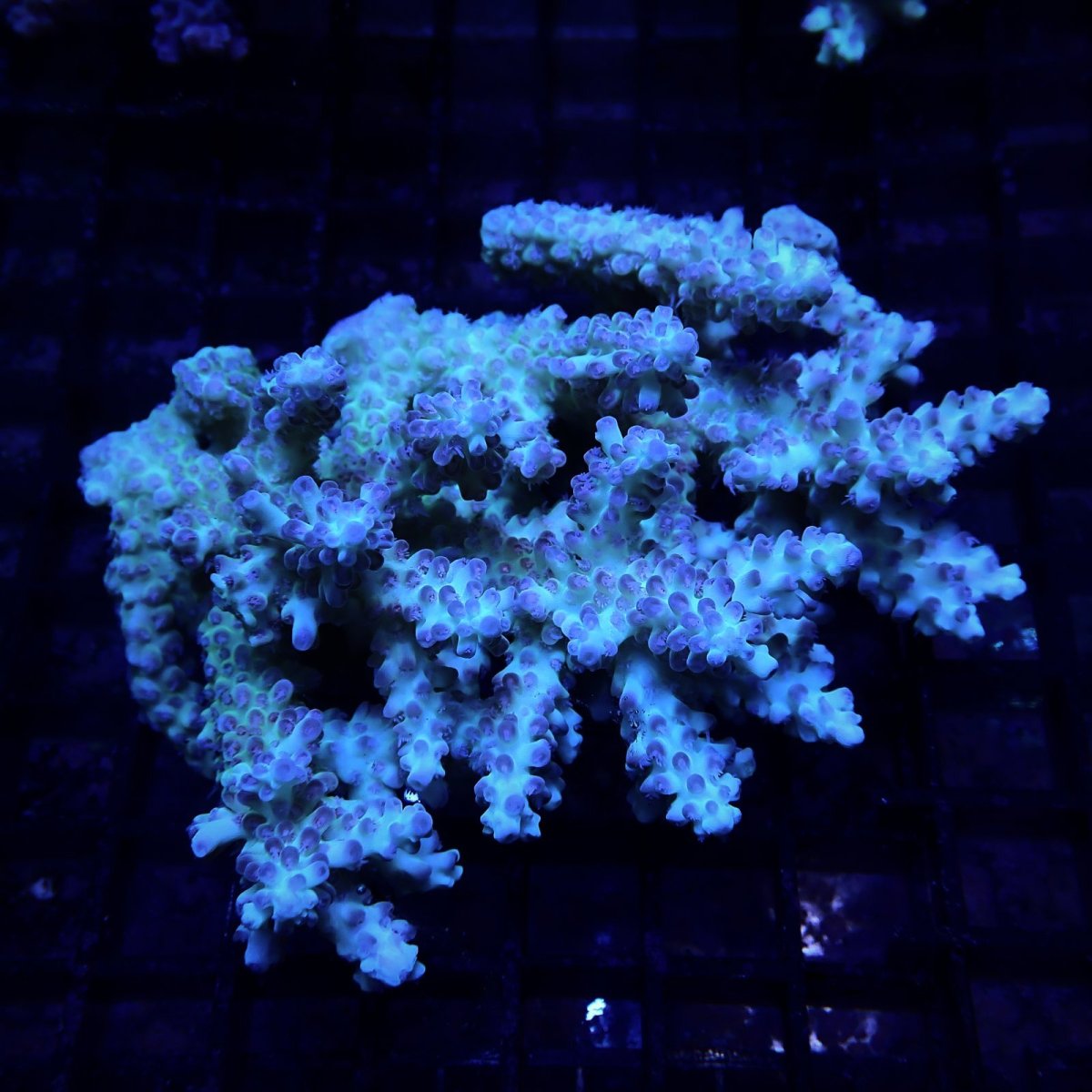画像1: CF Acropora  sp. No.87 (1)