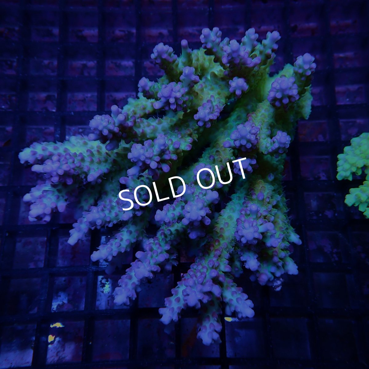 画像1: CF Acropora  sp. No.69 (1)