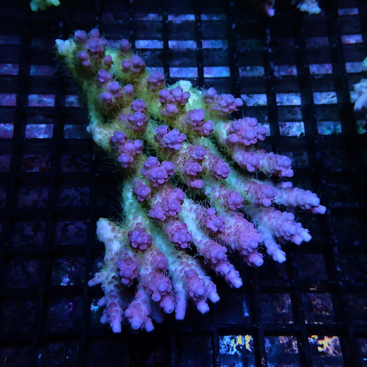 画像1: CF Acropora  sp. No.90 (1)