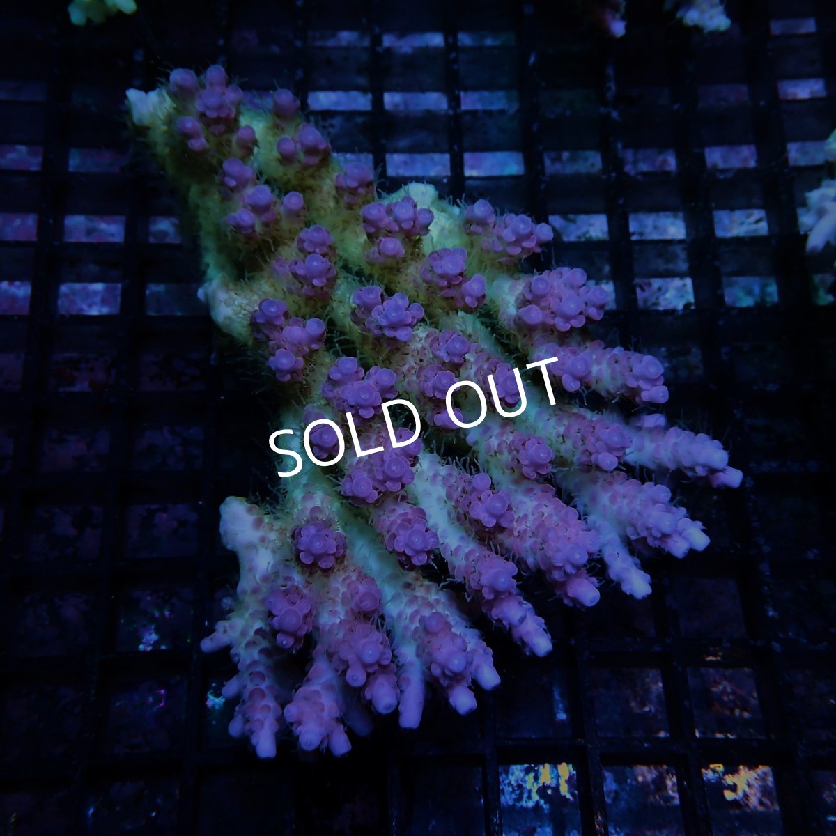 画像1: CF Acropora  sp. No.90 (1)