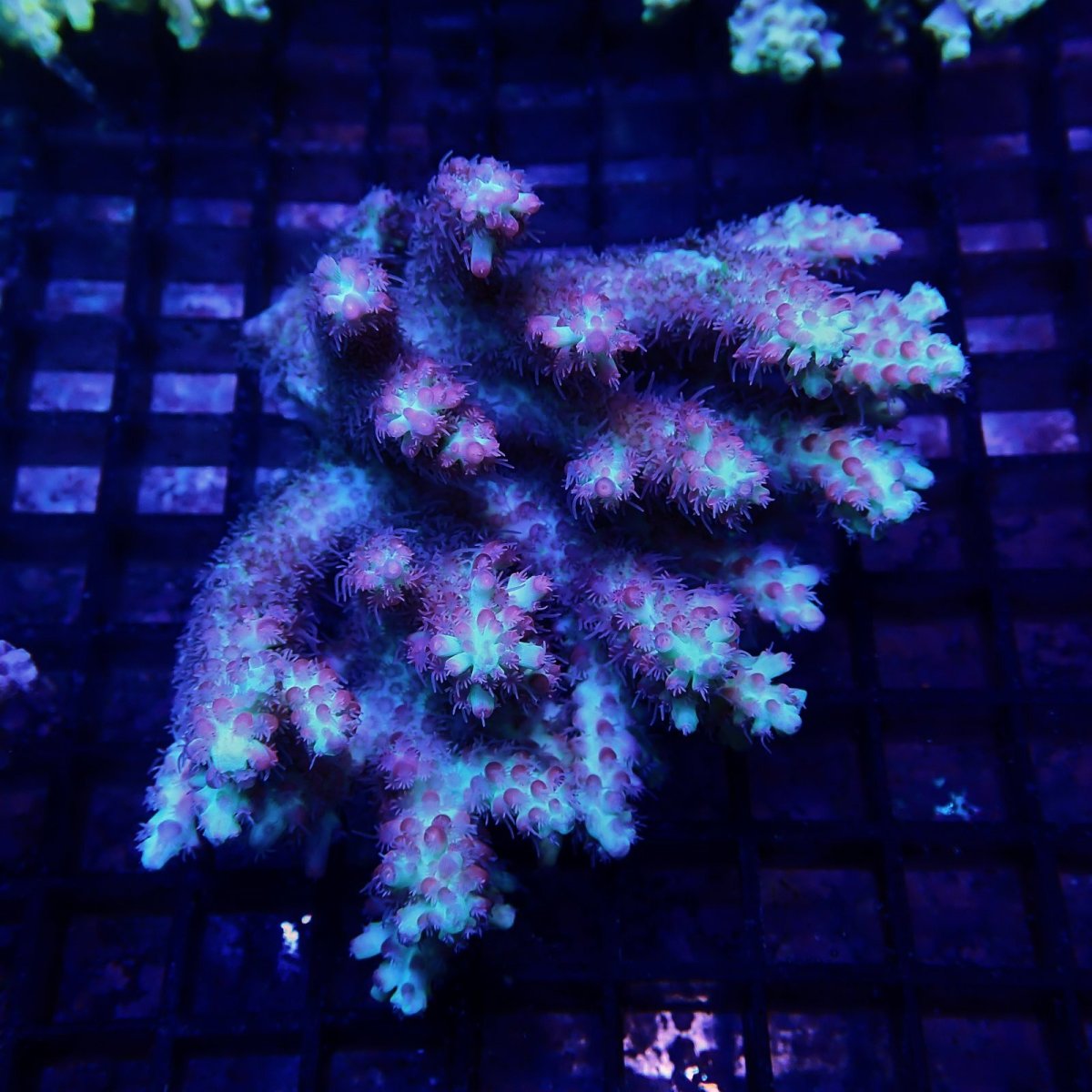 画像1: CF Acropora  sp. No.79 (1)