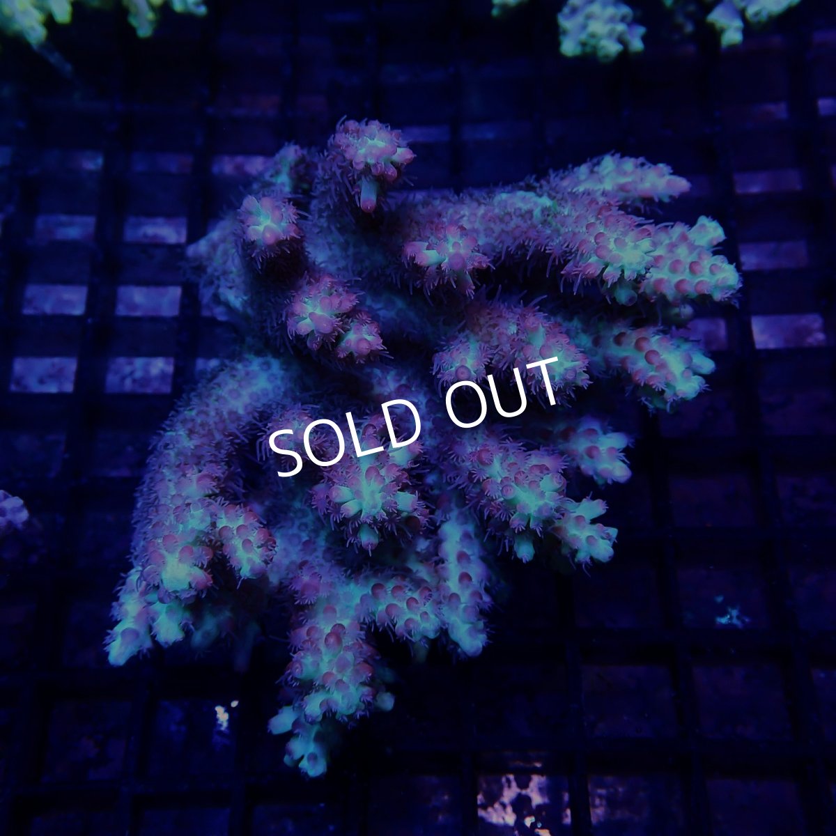 画像1: CF Acropora  sp. No.79 (1)