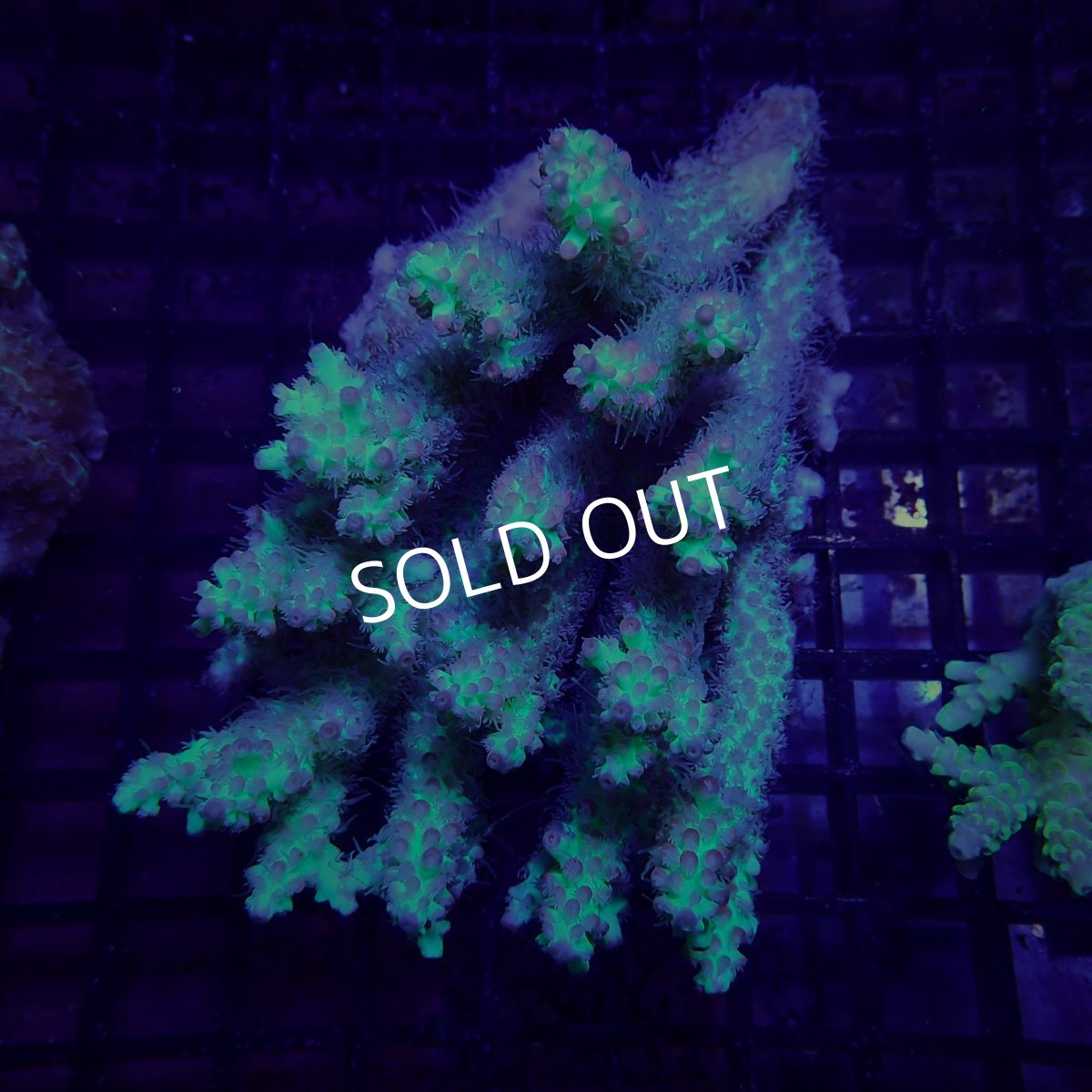 画像1: CF Acropora  sp. No.73 (1)