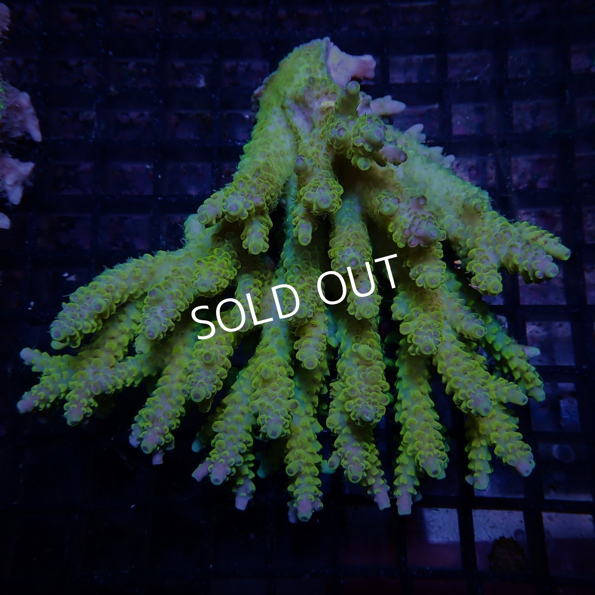 画像1: CF Acropora  sp. No.71 (1)