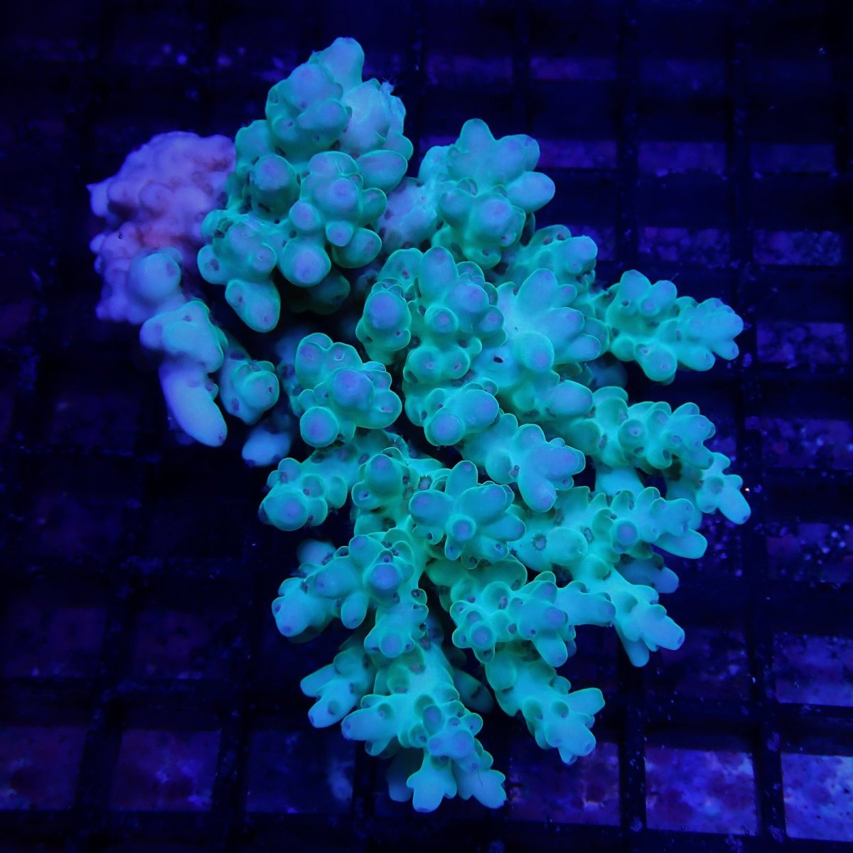 画像1: CF Acropora  sp. No.86 (1)