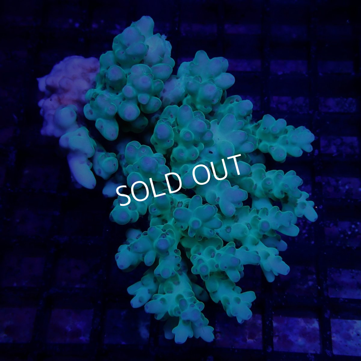 画像1: CF Acropora  sp. No.86 (1)