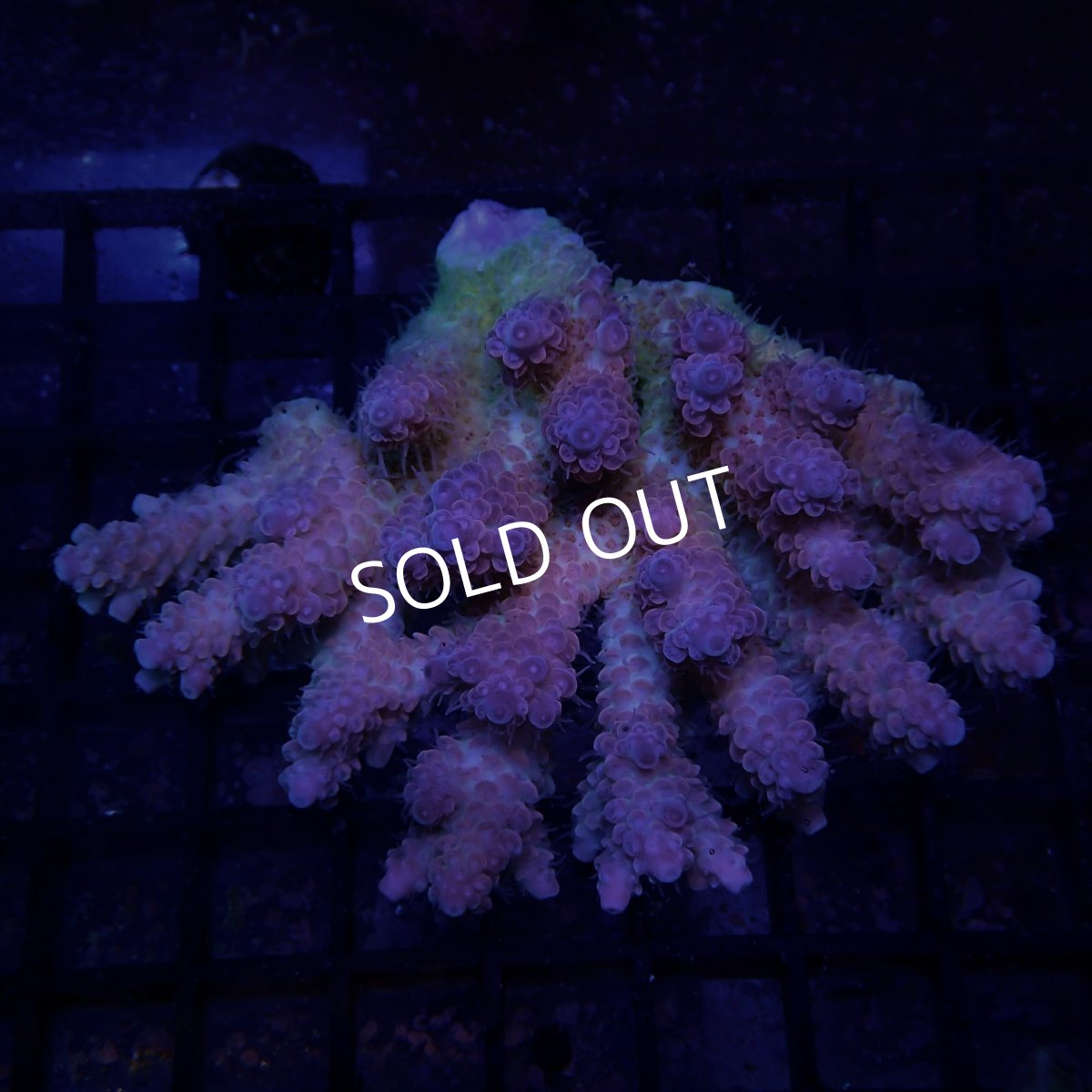 画像1: CF Acropora  sp. No.81 (1)