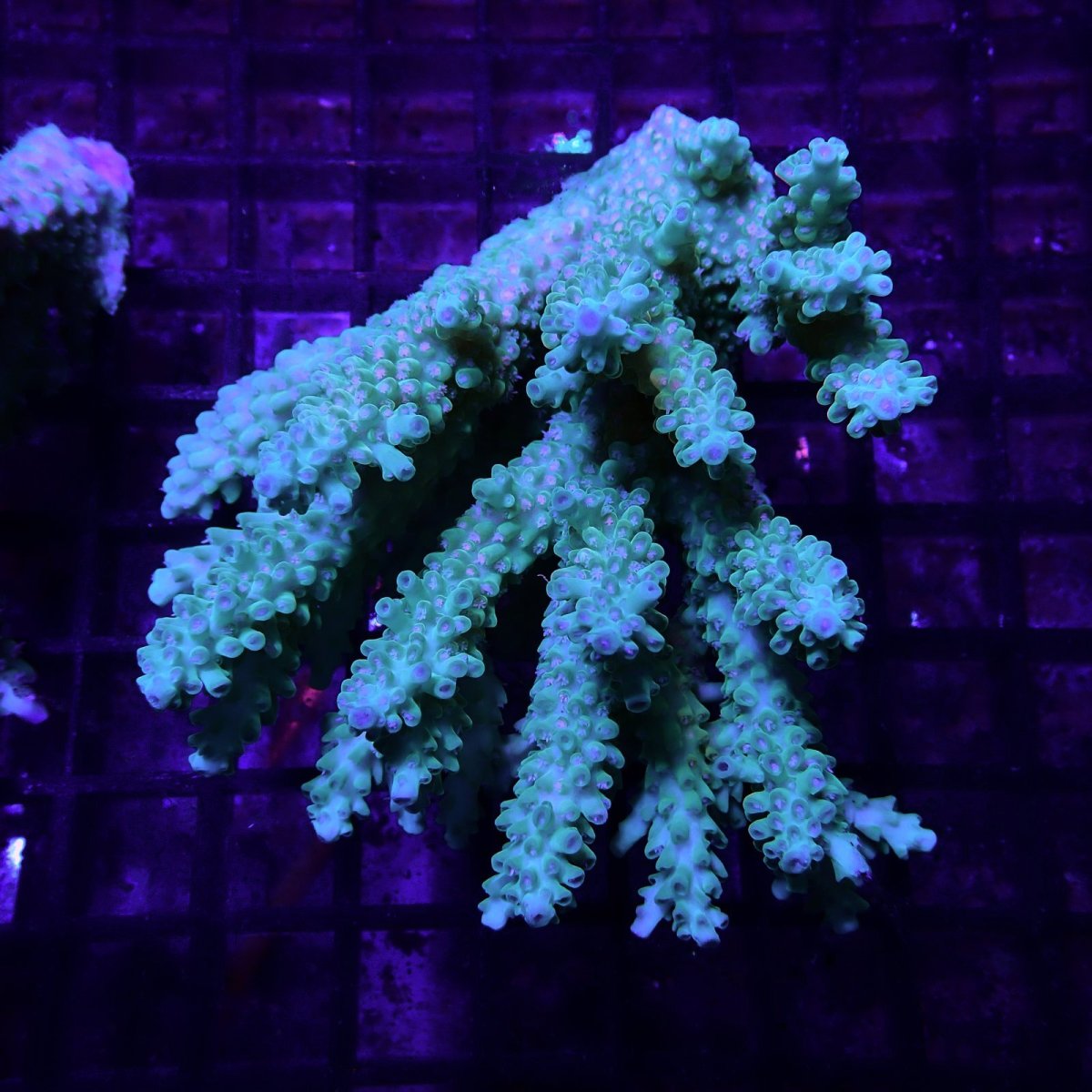 画像1: CF Acropora  sp. No.70 (1)