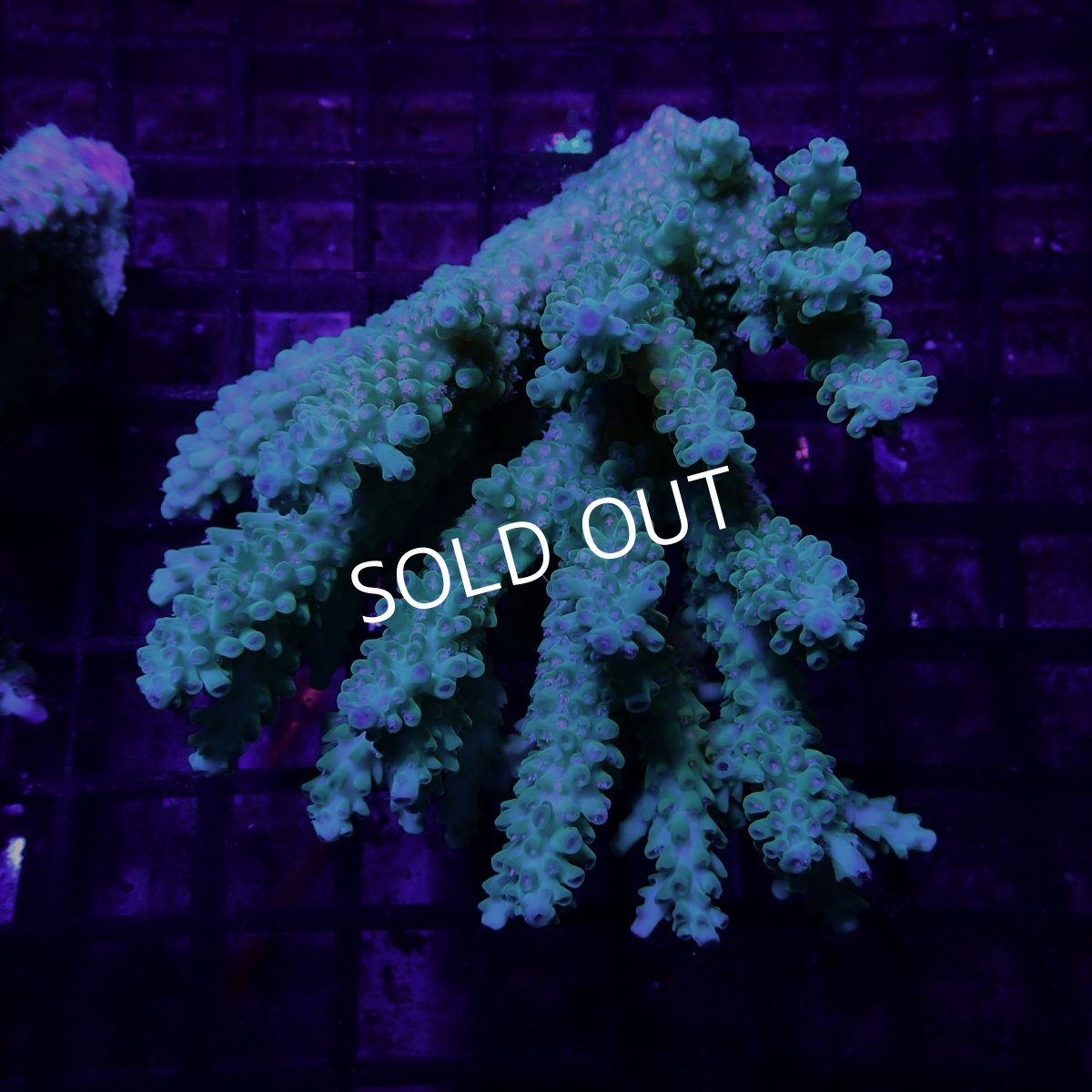 画像1: CF Acropora  sp. No.70 (1)