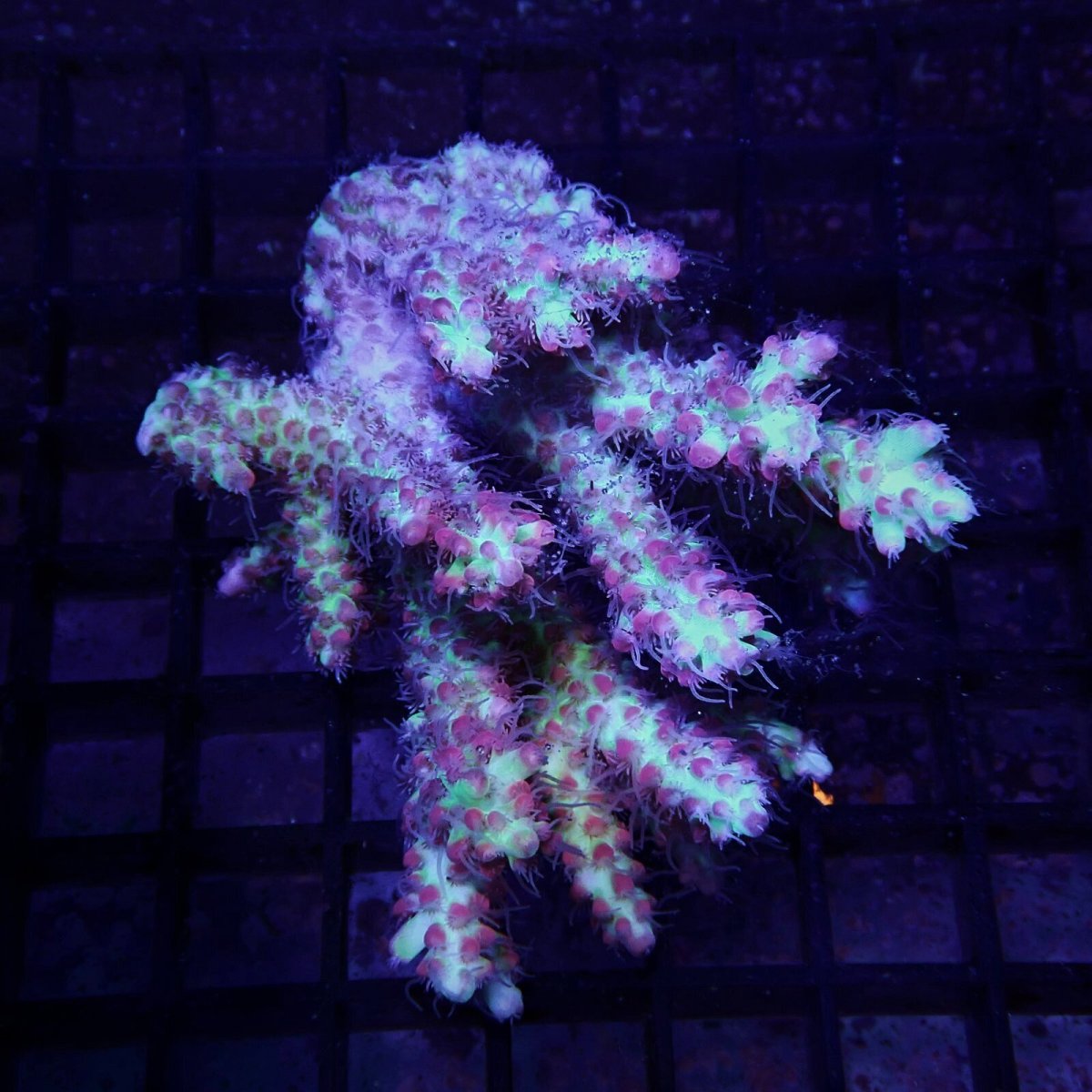 画像1: CF Acropora  sp. No.85 (1)