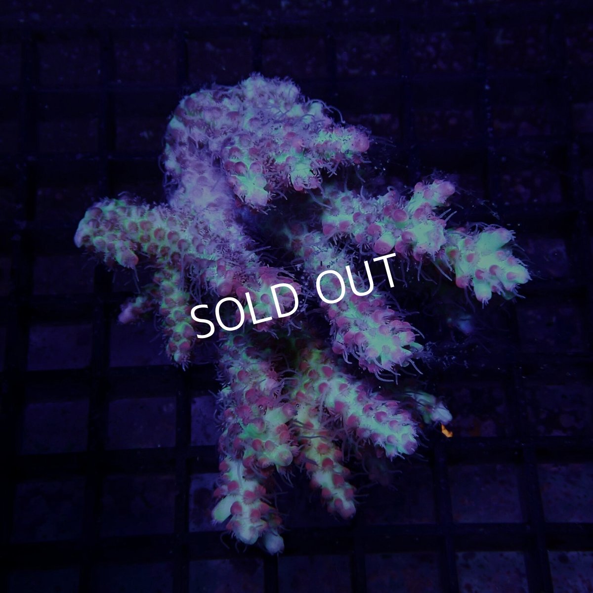 画像1: CF Acropora  sp. No.85 (1)