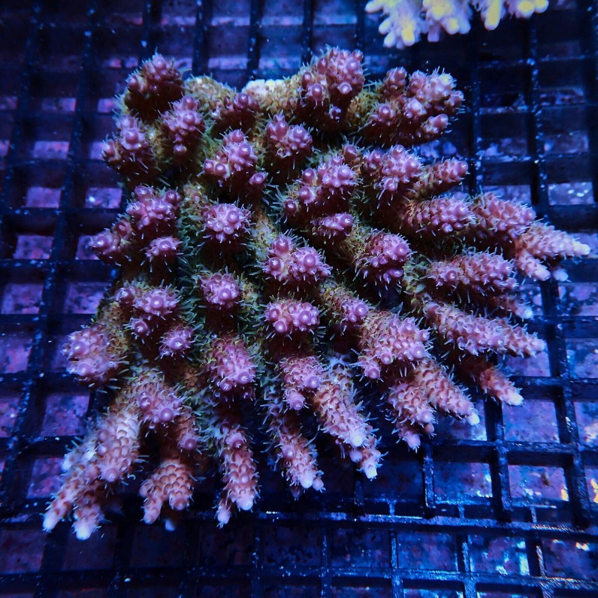 画像1: CF Acropora  sp. No.93 (1)