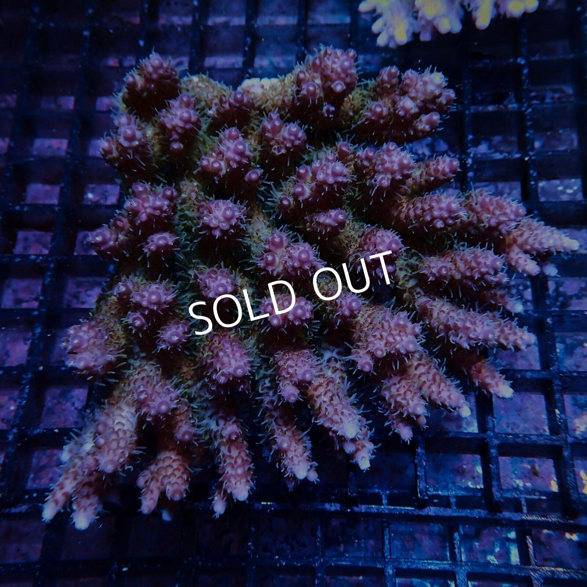 画像1: CF Acropora  sp. No.93 (1)