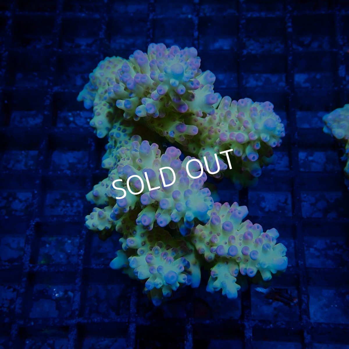 画像1: CF Acropora  sp. No.88 (1)