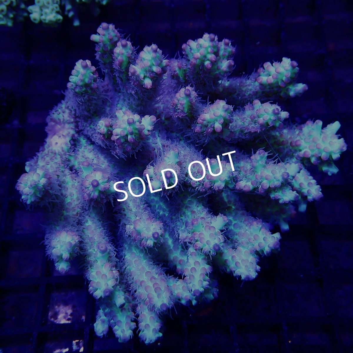 画像1: CF Acropora  sp. No.83 (1)