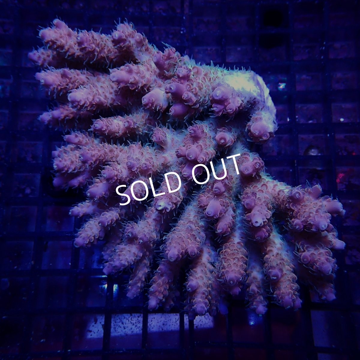 画像1: CF Acropora  sp. No.72 (1)