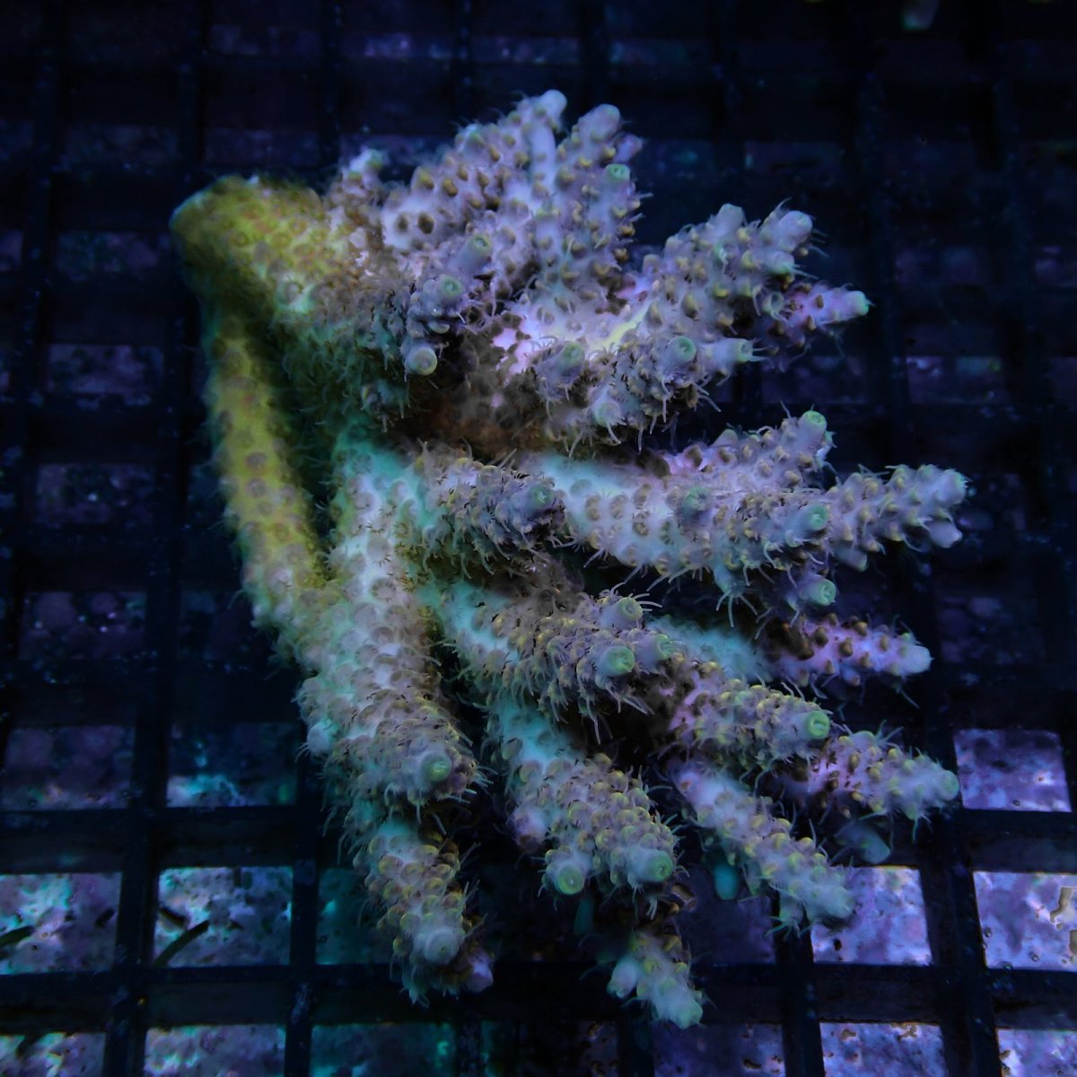 画像1: CF Acropora  sp. No.78 (1)