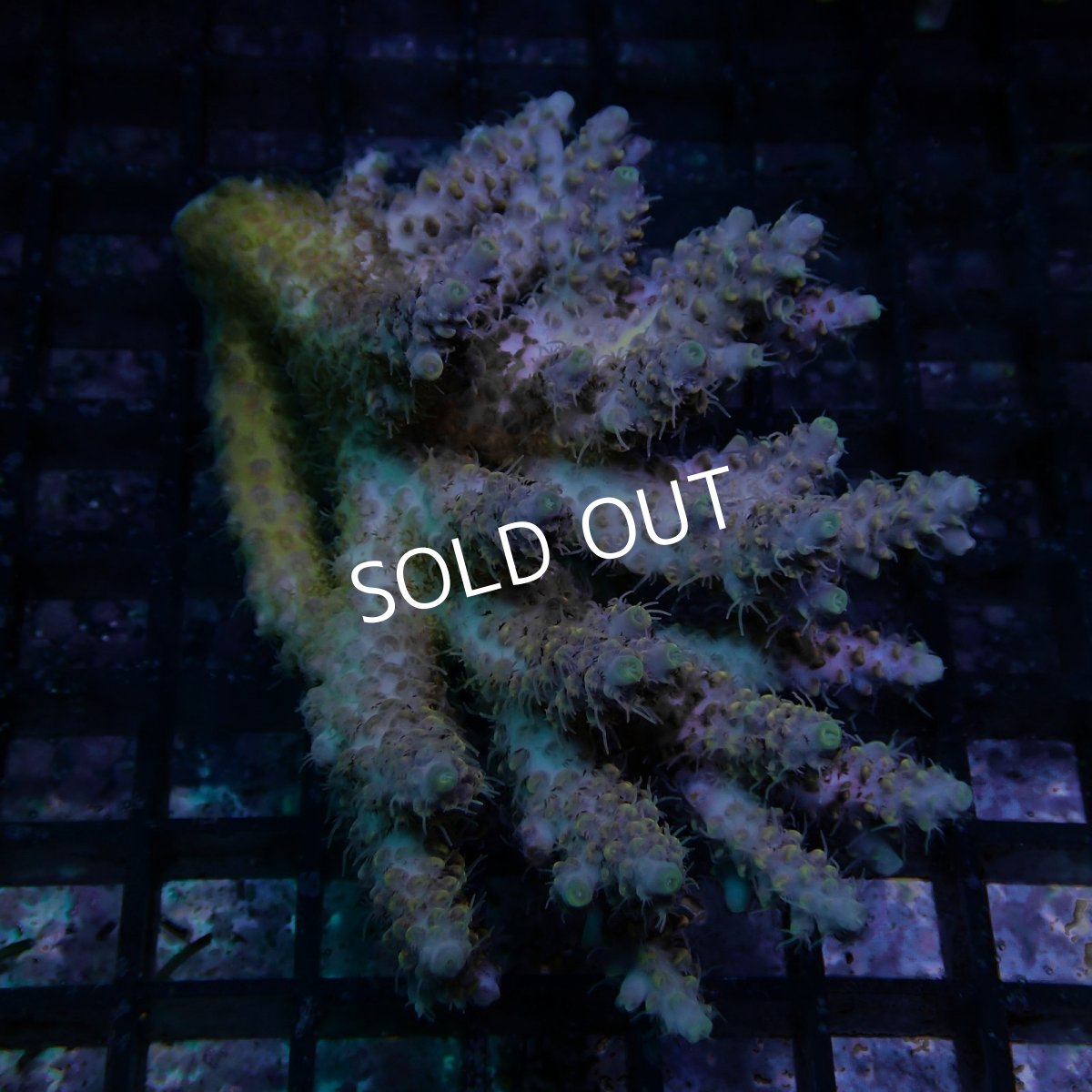 画像1: CF Acropora  sp. No.78 (1)