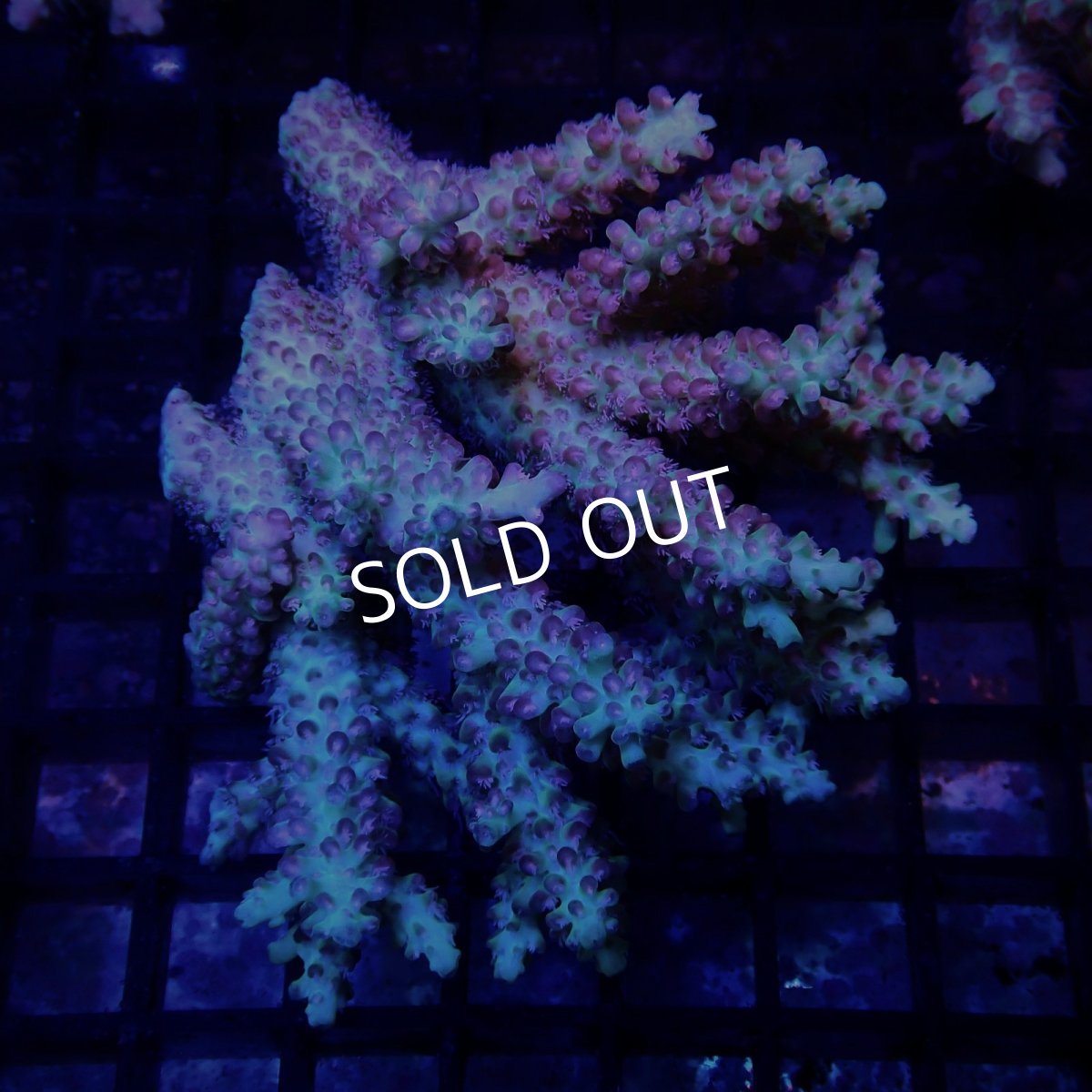 画像1: CF Acropora  sp. No.76 (1)