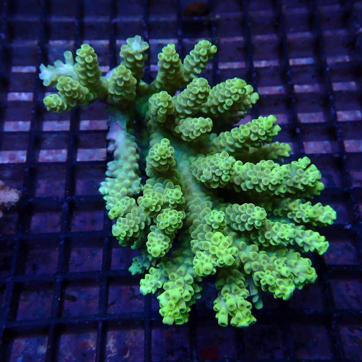 画像1: CF Acropora  sp. No.75 (1)