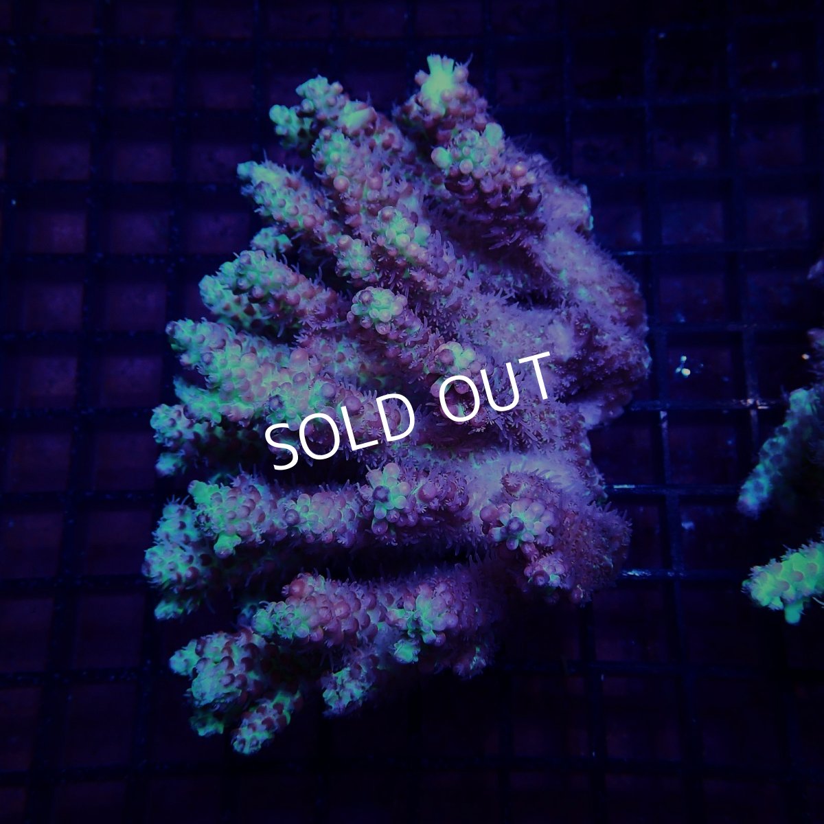 画像1: CF Acropora  sp. No.74 (1)