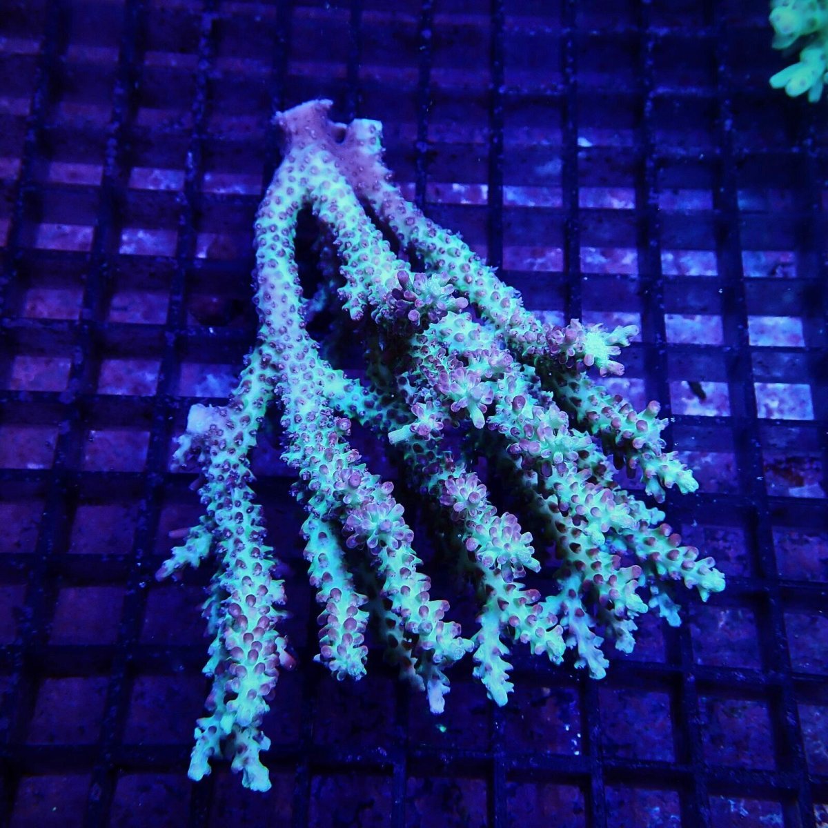画像1: CF Acropora  sp. No.89 (1)
