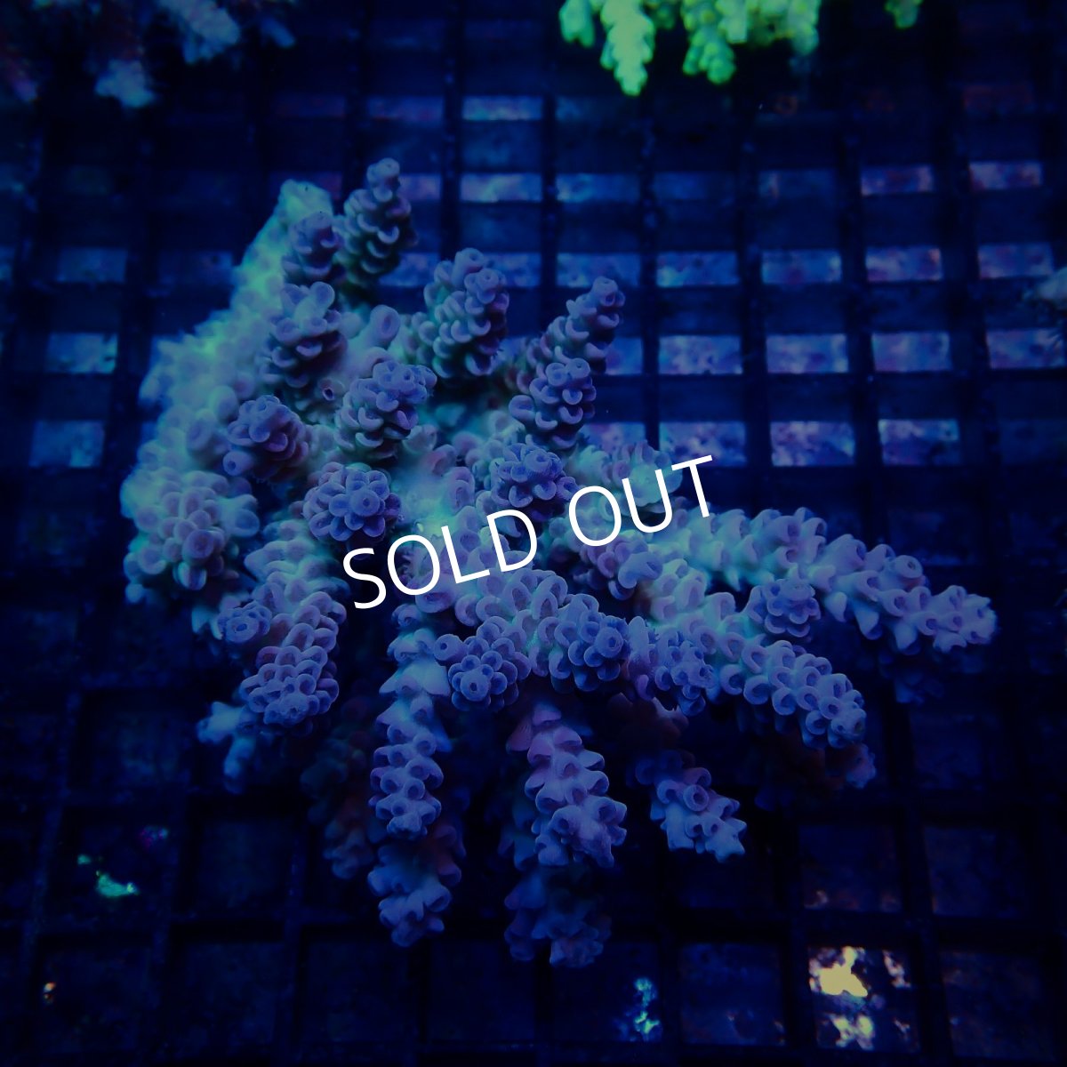 画像1: CF Acropora  sp. No.68 (1)