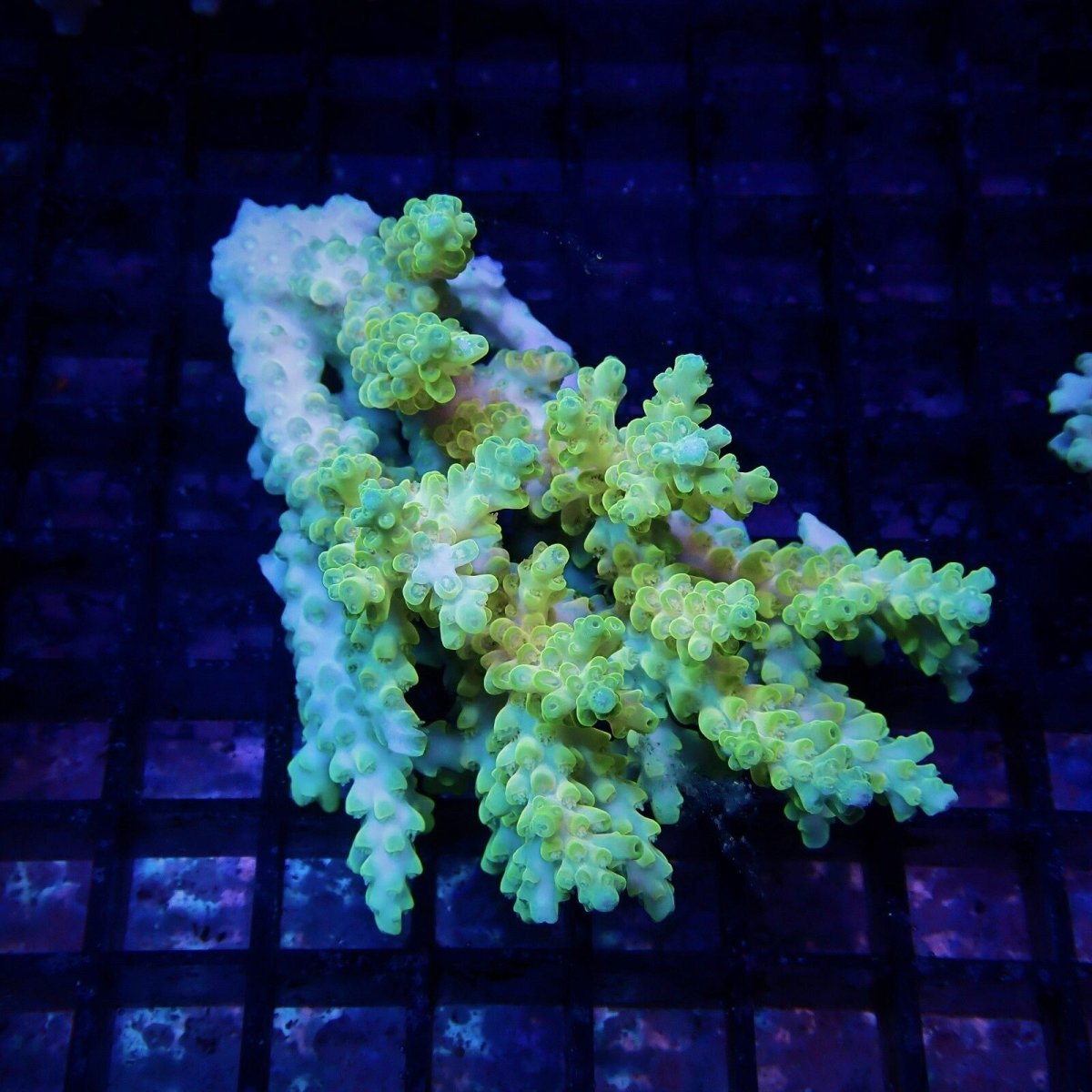 画像1: CF Acropora  sp. No.80 (1)