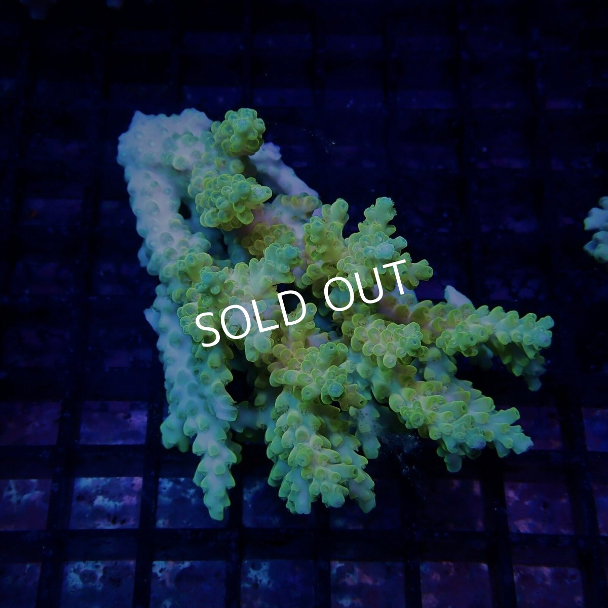 画像1: CF Acropora  sp. No.80 (1)