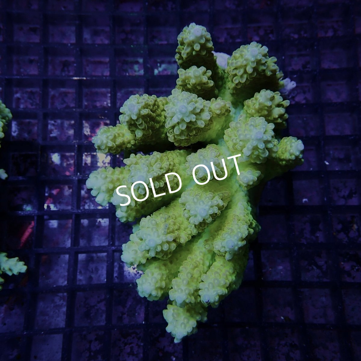 画像1: CF Acropora  sp. No.91 (1)